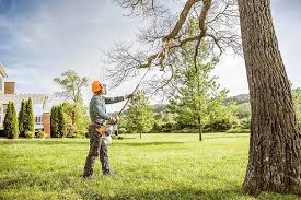 Best Tree Health Inspection  in El Dorado Hills, CA